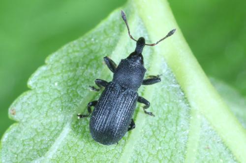 Magdalis armigera